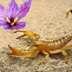 ТРАВА СКОРПІОНА. Протипухлинний Еліксир