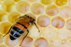 Маточне молочко