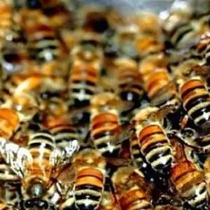 бджолиний підмор