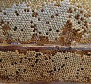 Трутневий гомогенат 1кг