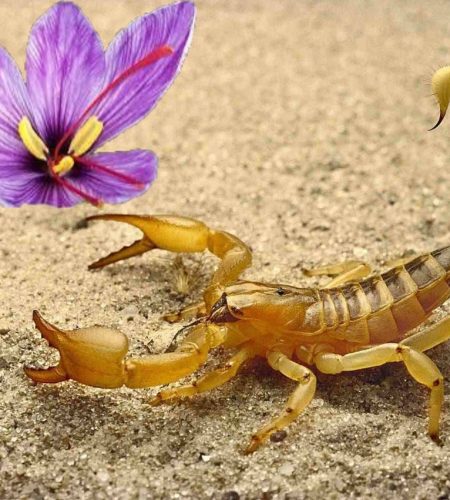 ТРАВА СКОРПІОНА. Протипухлинний Еліксир